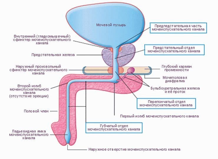 Где Находится Уретра Фото