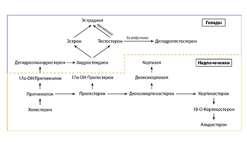 эстрадиол.jpg.png