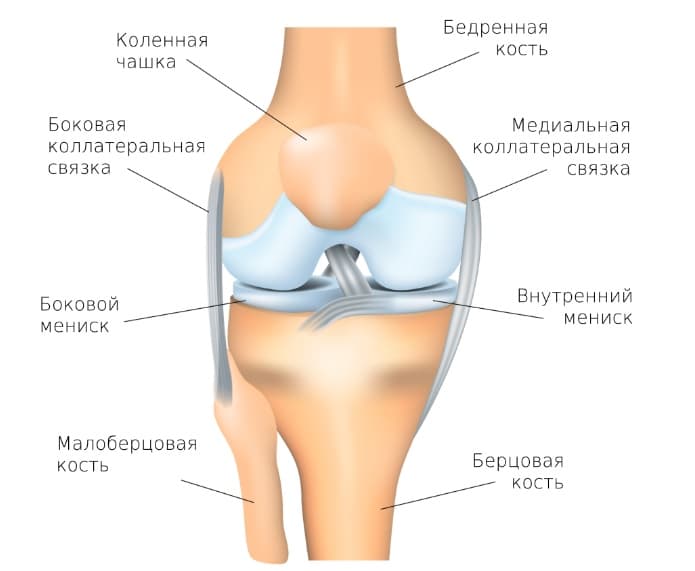 Как Выглядит Коленный Сустав Фото