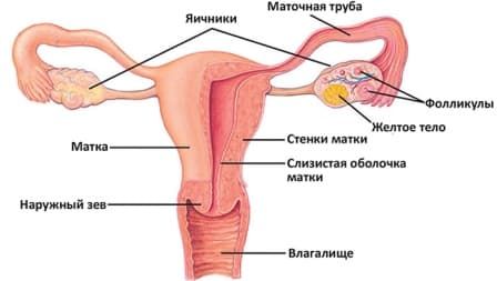 systemaorganov.jpg