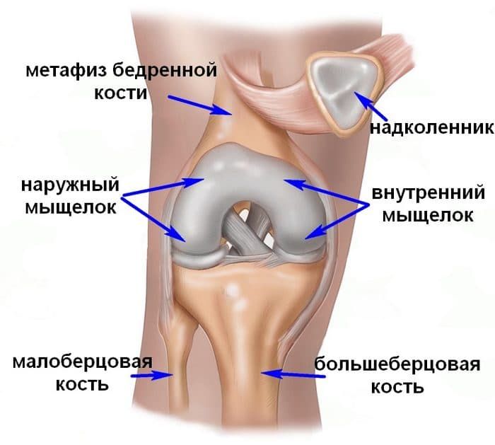 Anatomija-myshhelok-bercovoj-kosti.jpg