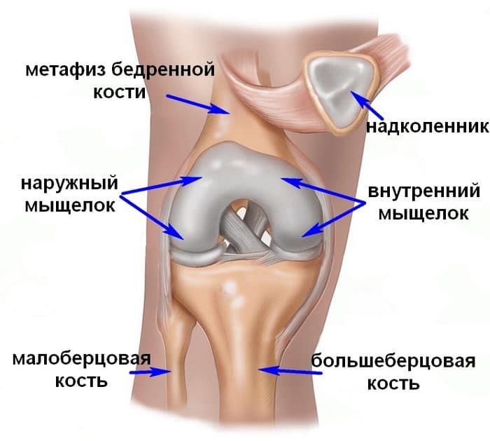 Лучевая Кость Ноги Где Находится Фото